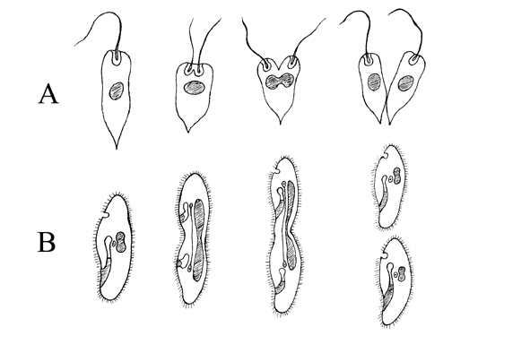 http://www.zoologie.frasma.cz/mmp%200100%20prvoci/0100.deleni%20prvoku.JK_zmensenina.jpg