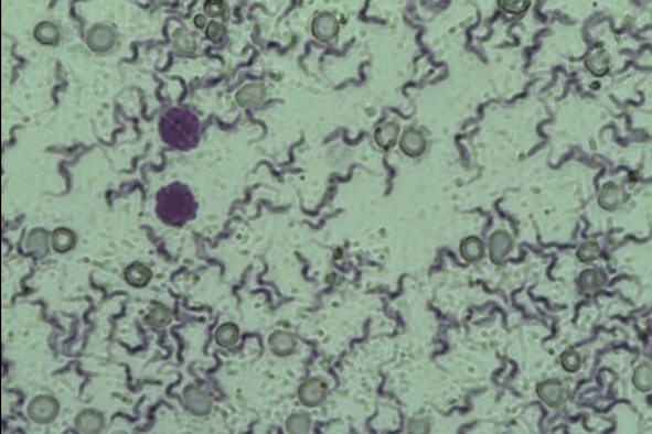 Trypanosoma equiperdum