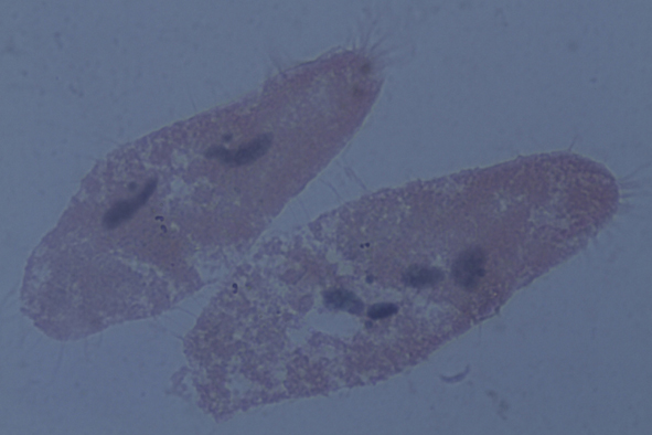 Paramecium