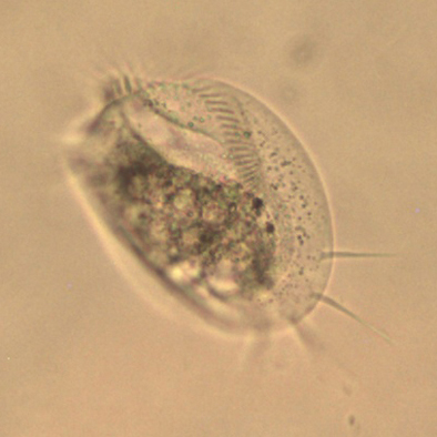 Stylonychia