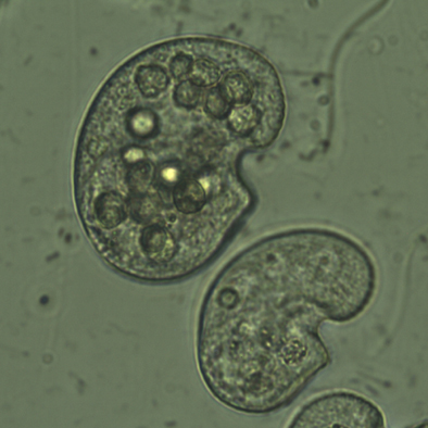 Colpidium