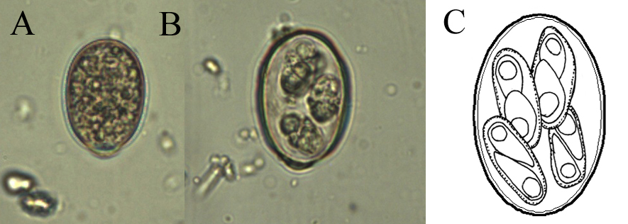Eimeria oocysty