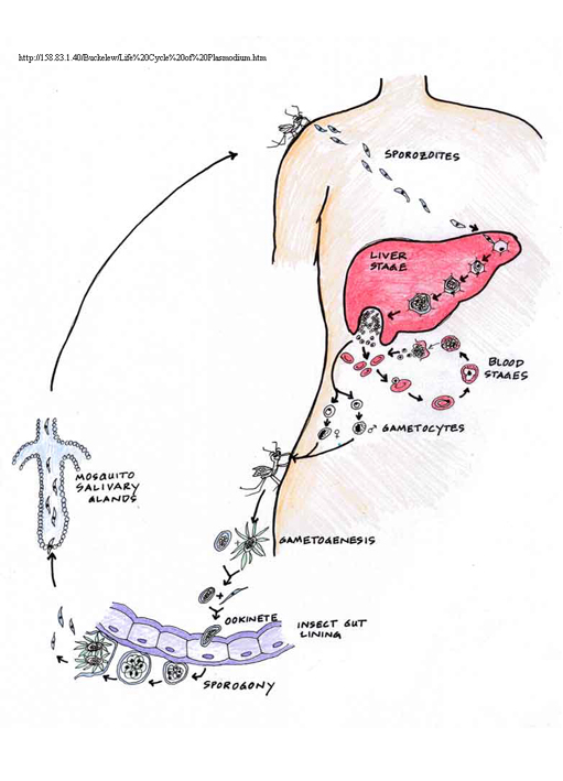 cycklus Plasmodium