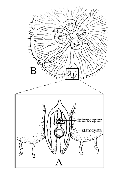 rhopalia medúz