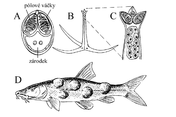rybomorky