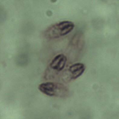 spory rybomorky
