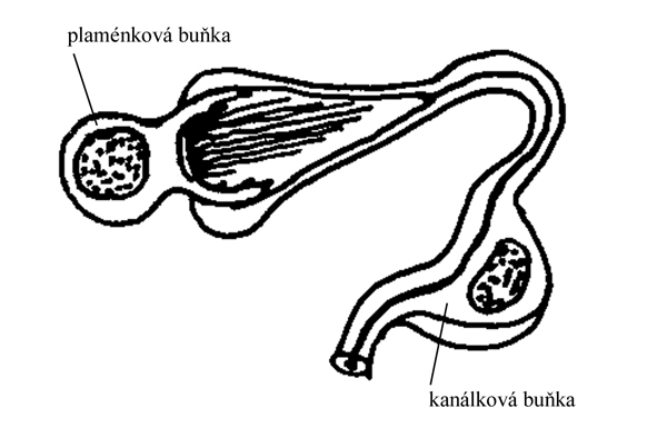 http://www.zoologie.frasma.cz/mmp%200205%20plostenci/Obr.020502.protonefridie_zmensenina.jpg