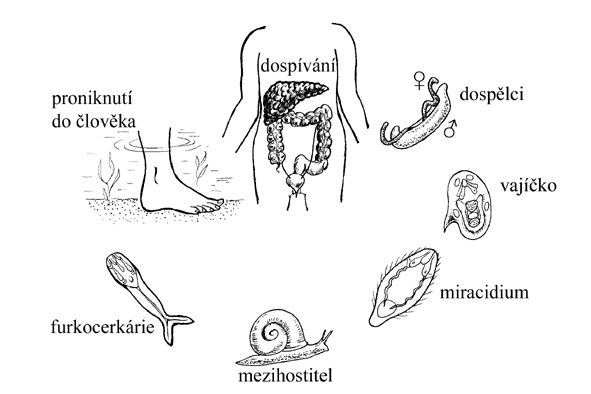 http://www.zoologie.frasma.cz/mmp%200205%20plostenci/Obr.020513a.Schistosoma.cyclus.JK_zmensenina.jpg