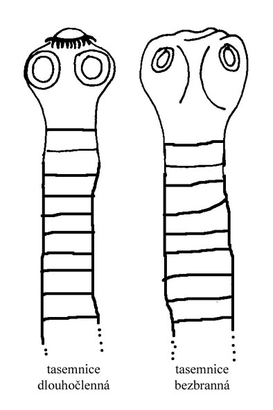 skolexy tasemnic Taenia