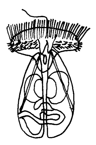 veliger