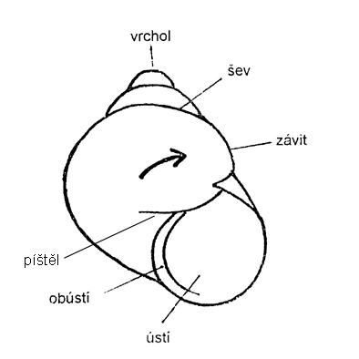 točivost ulity plžů