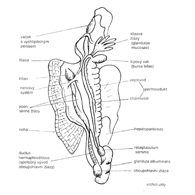 anatomie hlemýždě