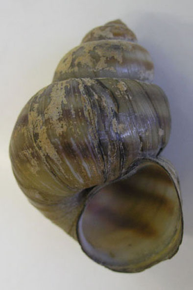 bahenka živorodá