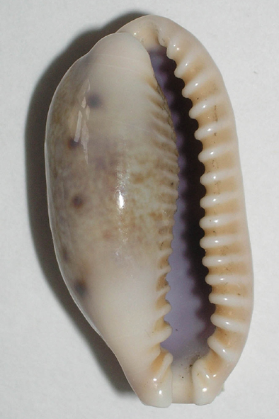 zavinutec