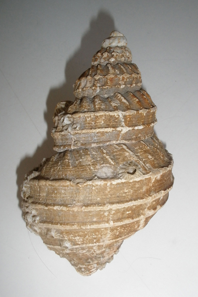 tritonka