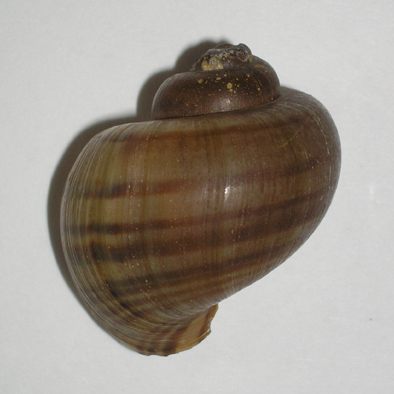 ampulárka
