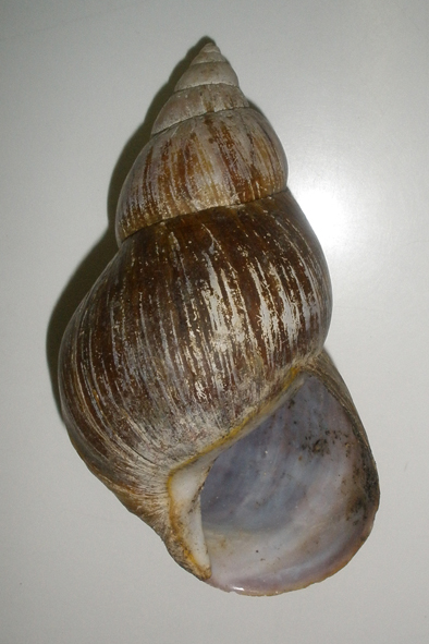 achatina