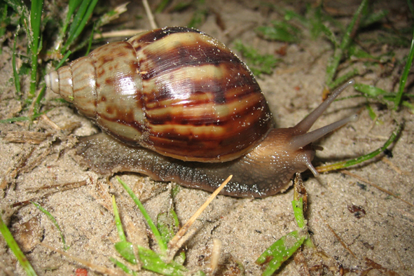 achatina