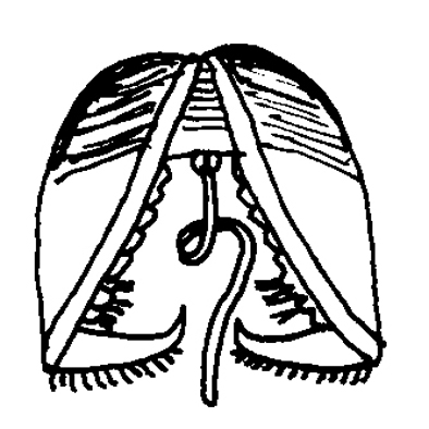 glochidium