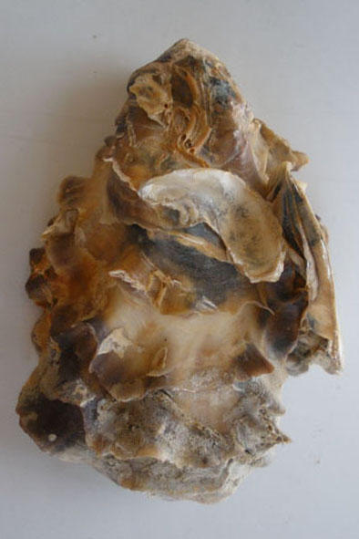 ústřice
