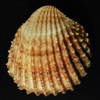 srdcovka