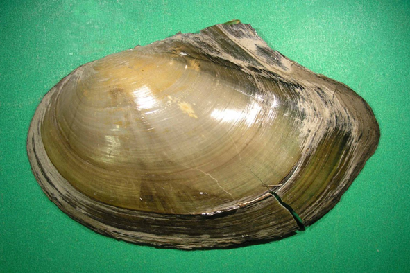 škeble rybničná