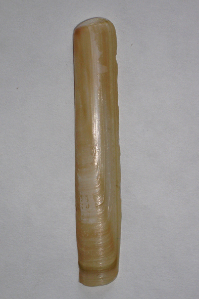 střenka