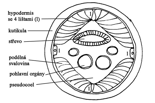 ascaris biohelmintusok