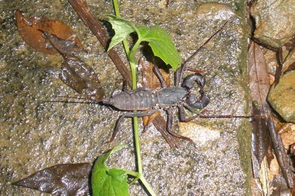 bičovec