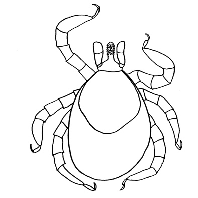larva klíštěte
