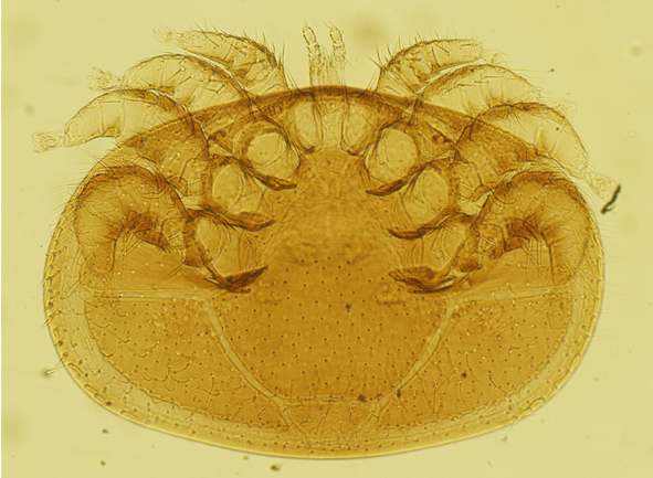 varroa destructor