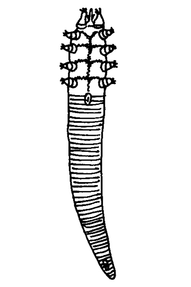 trudník 