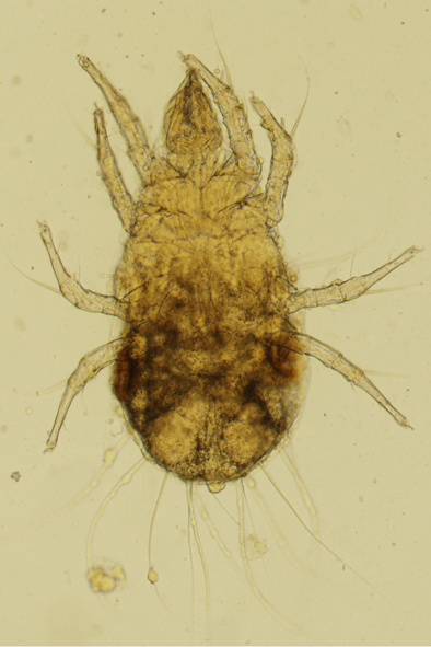 Tyrophagus