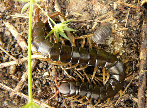 http://www.zoologie.frasma.cz/mmp%200212%20stonozkovci/Obr.%20021202.stonoha.Scolopendra2.stinka.VB_zmensenina.jpg