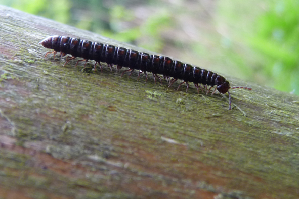 mnohonožka Strongylosoma pallipes