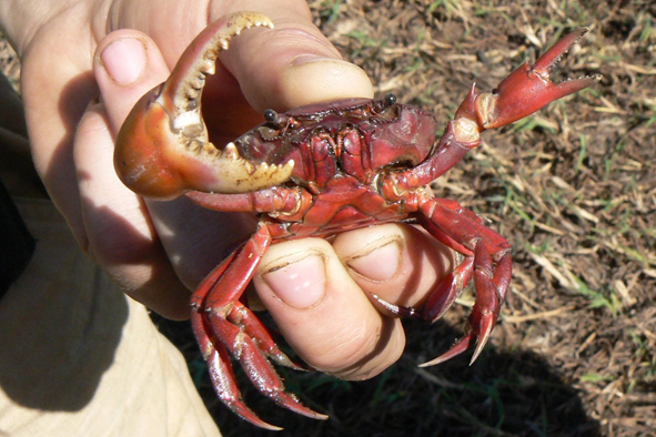 krab