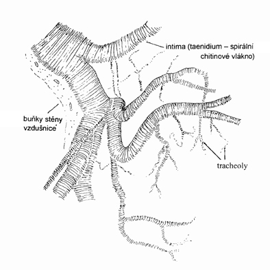 http://www.zoologie.frasma.cz/mmp%200214%20sestinozi/Obr.%20021402c.vzdu%C5%A1nice_zmensenina.jpg