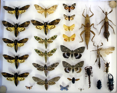 sbírka motýlů