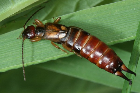 škvor