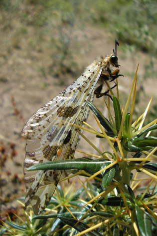 mravkolev imago