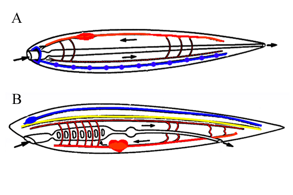 http://www.zoologie.frasma.cz/mmp%200300%20strunatci/Obr.%20030001.strunatci%20vs.%20prvousti_zmensenina.jpg