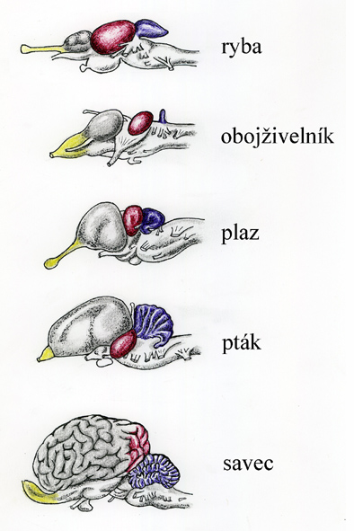 http://www.zoologie.frasma.cz/mmp%200300a%20obratlovci/Obr.%20030001a.mozek_zmensenina.jpg