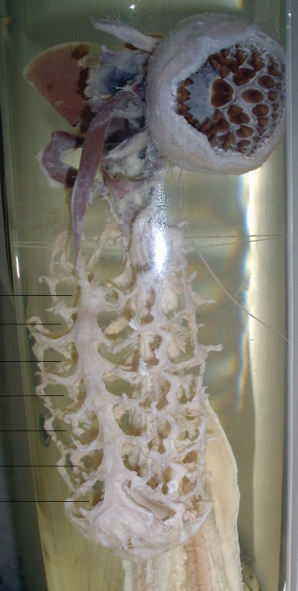 mihule mořská