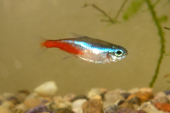 tetra neonová - neonka