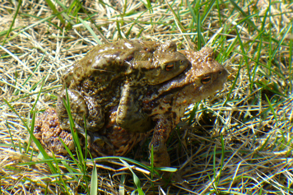 ropucha obecná amplexus