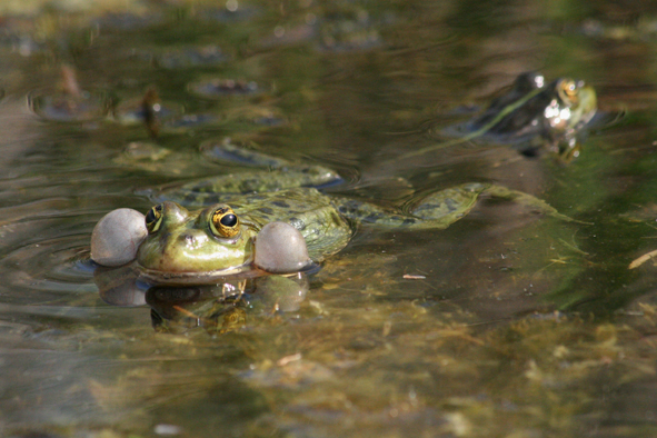 http://www.zoologie.frasma.cz/mmp%200306%20oboj%C5%BEiveln%C3%ADci/Obr.%20030617A.vodni%20skokan.rezonatory.ZL_zmensenina.JPG