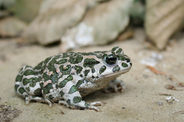 http://www.zoologie.frasma.cz/mmp%200306%20oboj%C5%BEiveln%C3%ADci/Obr.%20030634A.ropucha%20zelena.ZL_zmensenina.JPG