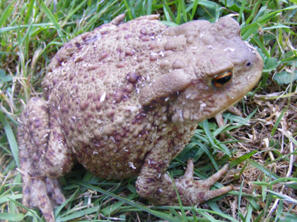 ropucha obecná