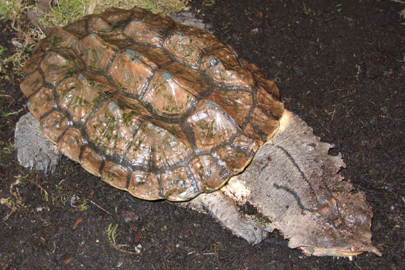 matamata třásnitá