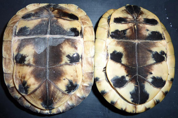 želva Cuora amboinensis
